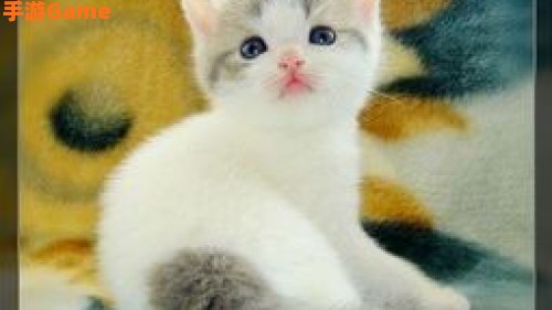 美少年小猫