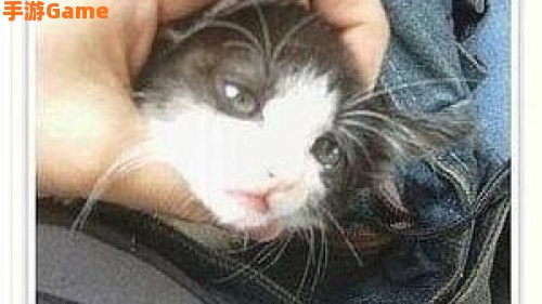 美少年小猫