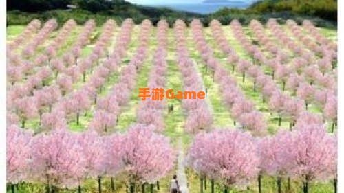 樱花迷宫