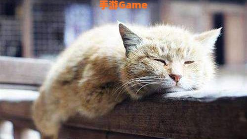 离家的猫