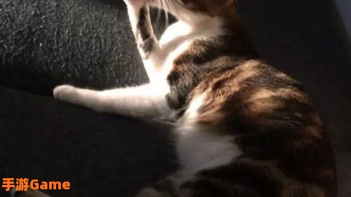 离家的猫