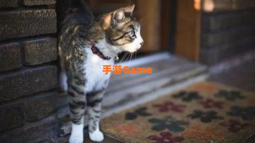 离家的猫